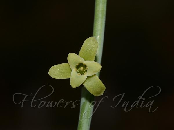 Krishna Deva Raya Dipcadi